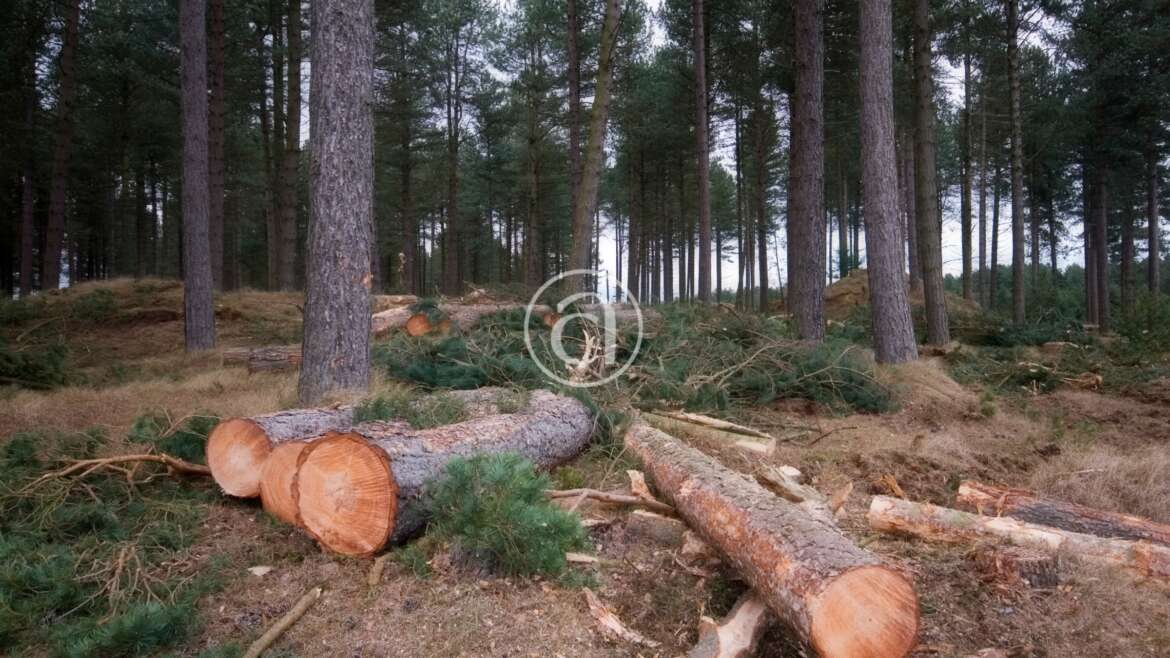 Operatore forestale e manutentore del verde