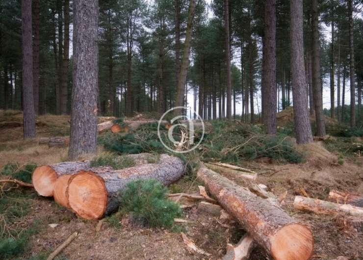 Operatore forestale e manutentore del verde